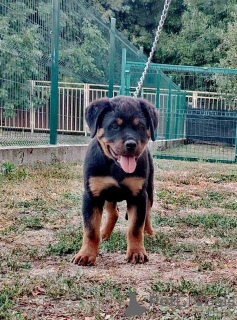 Photo №2 de l'annonce № 154079 de la vente rottweiler - acheter à Serbie 