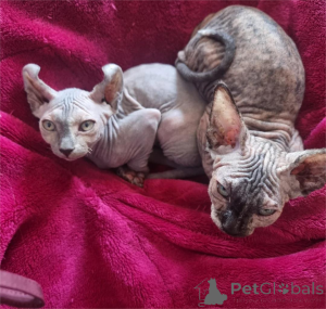 Photo №1. sphynx - à vendre en ville de Chemnitz | 350€ | Annonce № 153373