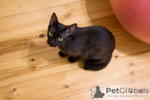 Photos supplémentaires: Chaton chaton noir Felicia comme cadeau pour les bons cœurs !