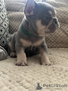 Photo №1. bouledogue - à vendre en ville de New york | 293€ | Annonce №120944