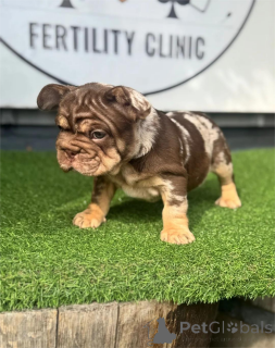 Photo №1. bouledogue - à vendre en ville de Bietigheim-Bissingen | 350€ | Annonce №153466