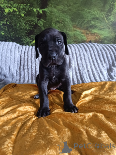 Photo №3. Excellentes données. Pologne