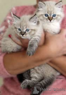 Photo №1. sibérien - à vendre en ville de Helsinki | 500€ | Annonce № 166326