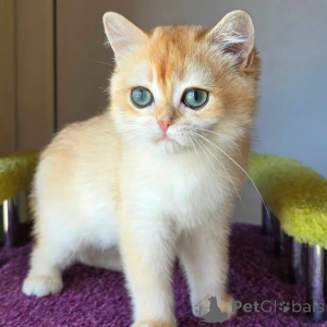 Photo №2 de l'annonce № 173829 de la vente british shorthair - acheter à La Grande-Bretagne annonce privée, éleveur