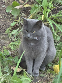 Photo №1. bleu russe - à vendre en ville de Minsk | Gratuit | Annonce № 139262