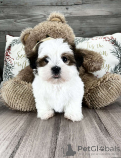 Photo №3. Beaux chiots Shih Tzu. Allemagne