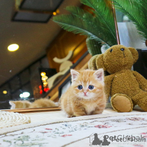 Photo №2 de l'annonce № 156162 de la vente munchkin - acheter à Pays Bas 