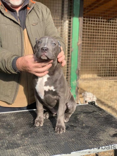 Photo №4. Je vais vendre american bully en ville de Leskovac. éleveur - prix - négocié