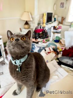 Photo №1. chartreux - à vendre en ville de ALÈS | négocié | Annonce № 158743