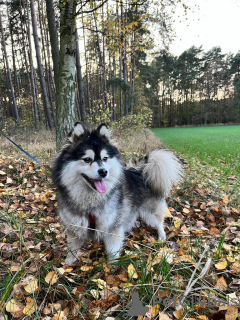 Photos supplémentaires: Pomsky par Poméranie et Husky