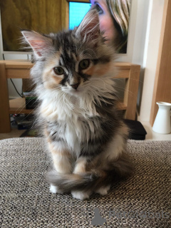 Photo №1. maine coon - à vendre en ville de Marseille | 700€ | Annonce № 166985