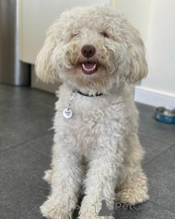 Photo №2 de l'annonce № 156418 de la vente labradoodle - acheter à Allemagne annonce privée