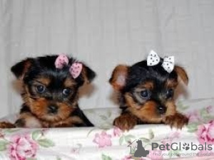 Photo №1.  - à vendre en ville de Berlin | 319€ | Annonce №133422