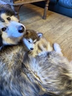 Photo №4. Je vais vendre alaskan klee kai en ville de Garmisch-Partenkirchen. annonce privée - prix - 1063€