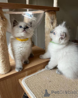 Photo №4. Je vais vendre ragdoll en ville de Floride. éleveur - prix - 372€