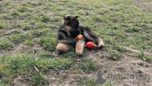 Photo №3. Des chiots bergers allemands adorables et en bonne santé sont maintenant. Allemagne