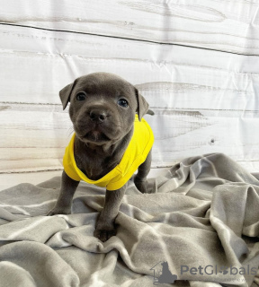 Photo №3. Adorables chiots pitbull. Pays Bas