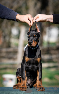 Photos supplémentaires: Chiots Dobermann