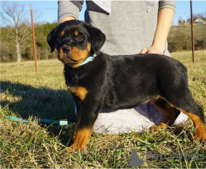 Photo №1. golden retriever - à vendre en ville de Texas City | Gratuit | Annonce №67882