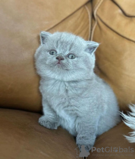 Photo №2 de l'annonce № 90830 de la vente british shorthair - acheter à Allemagne annonce privée