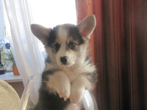 Photo №1. welsh corgi - à vendre en ville de Minsk | 902€ | Annonce №2022