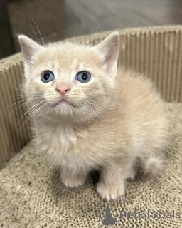 Photo №1. chat de gouttière - à vendre en ville de Munich | 450€ | Annonce № 150618