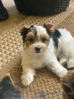 Photo №2 de l'annonce № 138877 de la vente yorkshire terrier - acheter à Allemagne éleveur