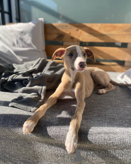Photo №1. lévrier whippet - à vendre en ville de Berlin | négocié | Annonce №154045