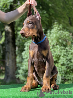 Photo №4. Je vais vendre dobermann en ville de Minsk. de la fourrière, éleveur - prix - 804€