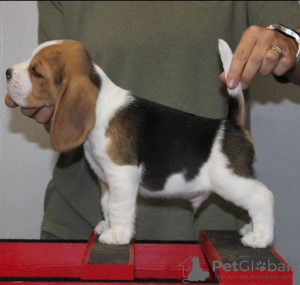 Photo №1. beagle - à vendre en ville de Аугсбург | 360€ | Annonce №124732