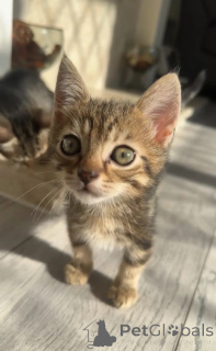 Photo №1. maine coon - à vendre en ville de Karlsruhe | 350€ | Annonce № 173919