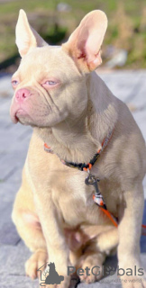 Photo №2 de l'annonce № 127925 de la vente bouledogue - acheter à Serbie annonce privée