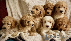 Photo №3. Superbes petits chiots Goldendoodle miniatures 1 (559) 745-5646. USA