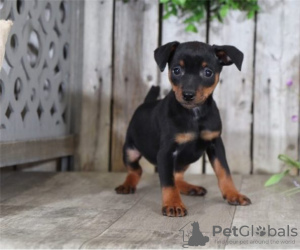 Photo №1. pinscher nain - à vendre en ville de Berlin | Gratuit | Annonce №126980