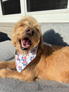 Photo №2 de l'annonce № 169363 de la vente labradoodle - acheter à La finlande annonce privée