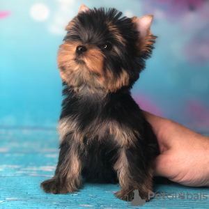 Photo №4. Je vais vendre yorkshire terrier en ville de Herschweiler-Pettersheim. annonce privée - prix - 222€