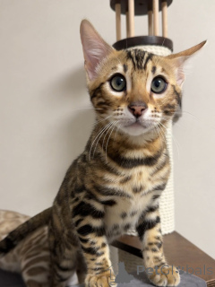 Photo №3. Dites bonjour à Zara élégante, curieuse et pleine d'amour ! Un cœur un peu. La Grande-Bretagne