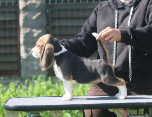 Photo №1. beagle - à vendre en ville de Minsk | 709€ | Annonce №2904