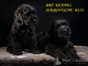 Photos supplémentaires: Chiots de terrier noir russe