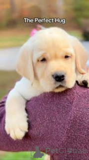 Photo №4. Je vais vendre labrador retriever en ville de Paris. annonce privée, éleveur - prix - 700€