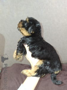 Photo №1. biewer yorkshire terrier, yorkshire terrier - à vendre en ville de Tartu | 600€ | Annonce №162867