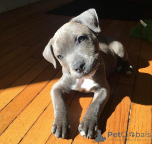 Photo №1. american staffordshire terrier - à vendre en ville de Tallinn | négocié | Annonce №130689