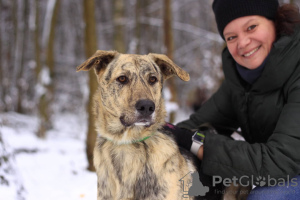 Photo №3. Cléo joyeuse et active, 1 an et demi, à la recherche d'un foyer. Fédération de Russie