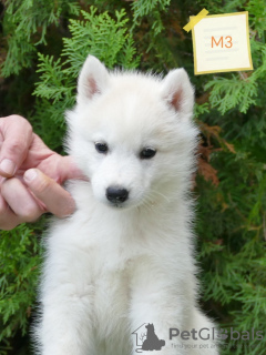 Photos supplémentaires: Chiot Husky Sibérien mâle à vendre Votre compagnon idéal !