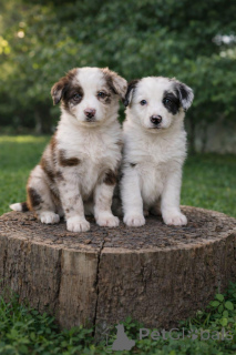 Photo №1. border collie - à vendre en ville de Akrotiri | négocié | Annonce №169053