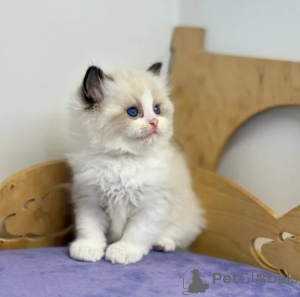 Photo №1. ragdoll - à vendre en ville de Goslar | 350€ | Annonce № 176687