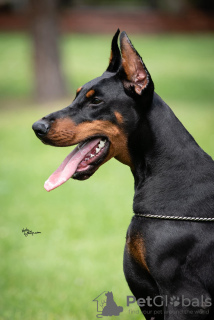 Photos supplémentaires: Chiots Dobermann