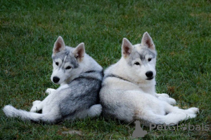 Photo №3. Chiots husky sibériens. Serbie