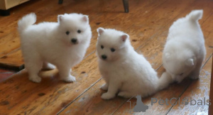 Photo №3. Chiots Spitz japonais. Belgique