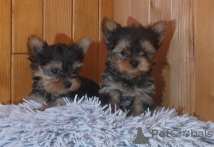 Photo №2 de l'annonce № 93022 de la vente yorkshire terrier - acheter à Suède annonce privée